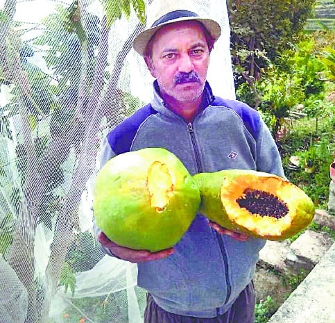 Mango, the monkey, the dreadful fruits of papaya, the langur