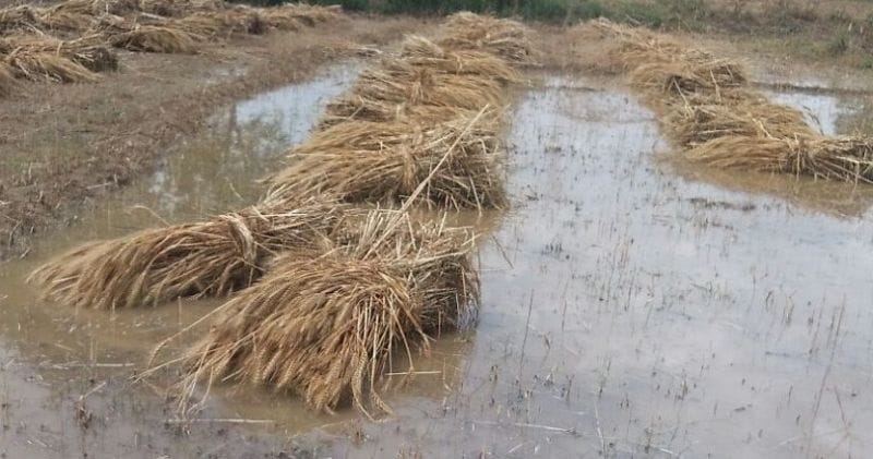 बारिश से किसानों के माथे पर बल