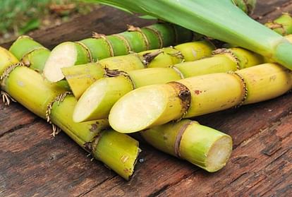 Astrology Tips Sugarcane Juice Remedies To Get Money And Prosperity Ganne Ke Juice Ke Upay News in Hindi