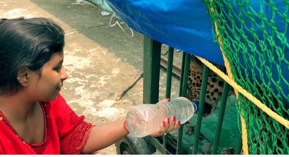 Drugs in the hands wife of DFO, Glucose P Healthy Leopard