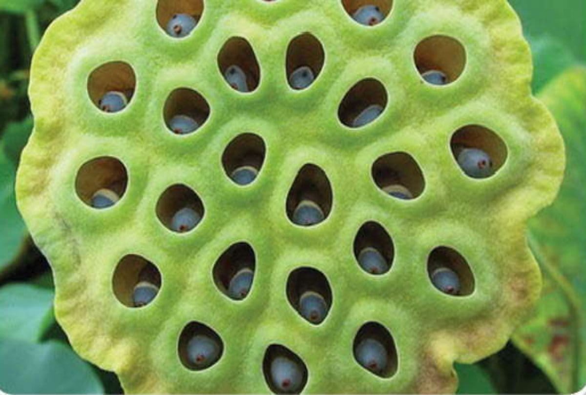 These Pictures showing phobia which called Triphophobia 