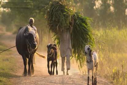 प्रतीकात्मक तस्वीर
