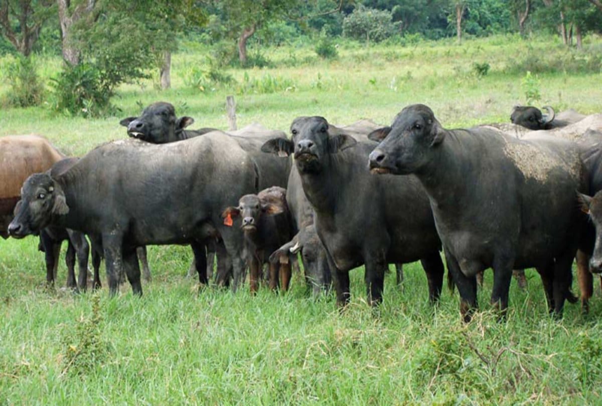 UP Bihar labourer getting handsome earning via buffalo grazing in noida 