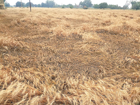 Harvesting crops with gale-water, cutting-down blockage