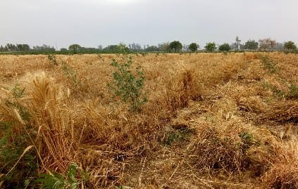 Weather breaks thrashing process of wheat
