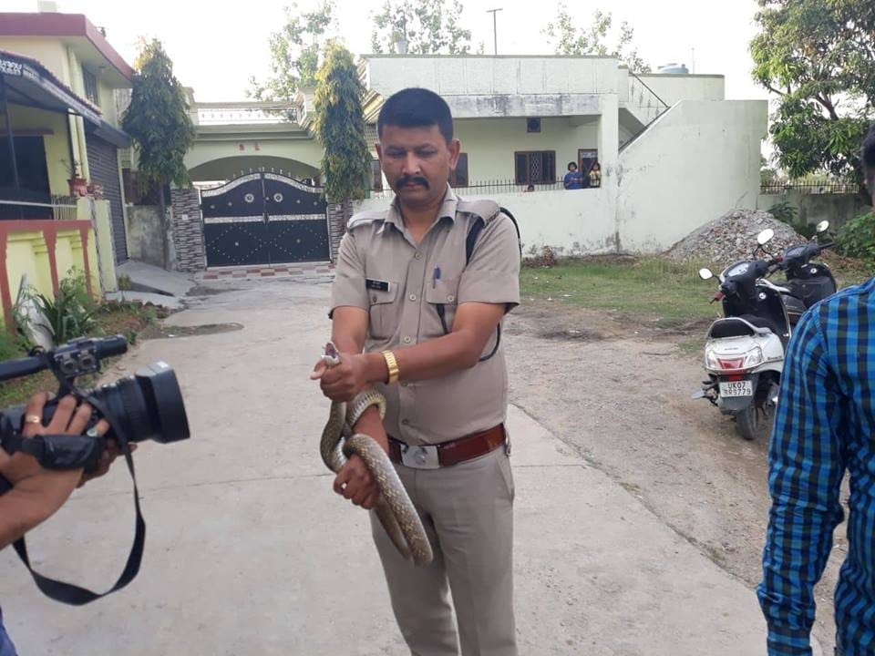 Four Giant snake rescue from house veranda