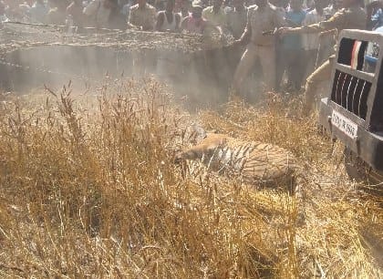 Tiger kills farmer in nighasan