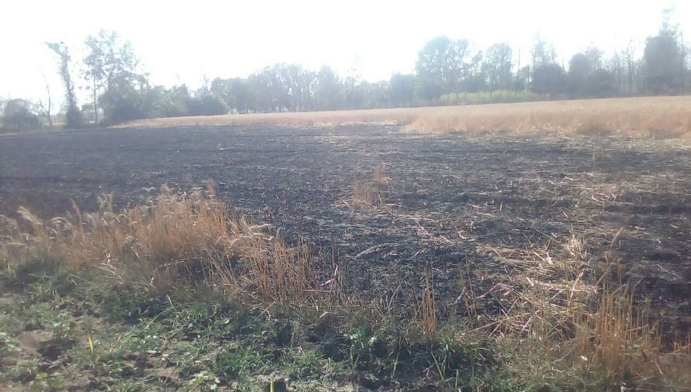 fire in wheat fields