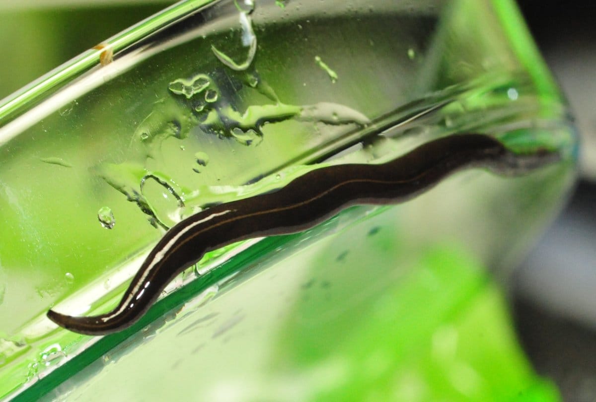 know about the two inch creepy worm New Guinea Flatworm  