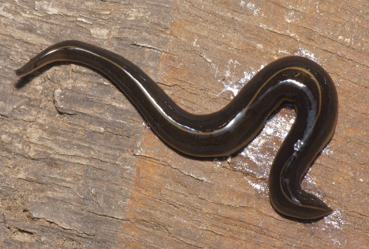 know about the two inch creepy worm New Guinea Flatworm  