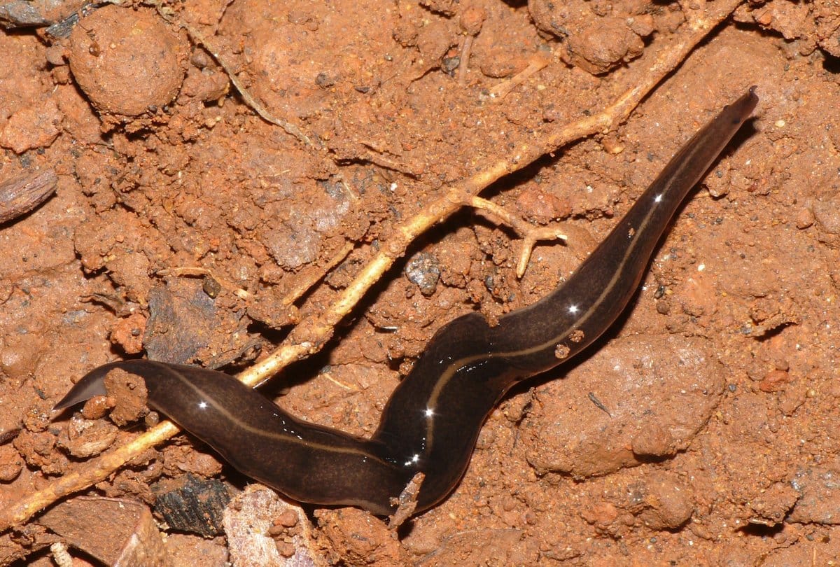 know about the two inch creepy worm New Guinea Flatworm  