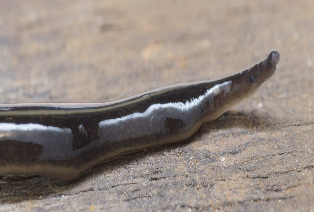 Know about worlds most poisonous worm 