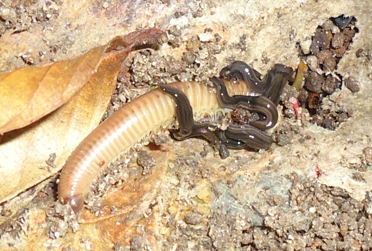 Know about worlds most poisonous worm 