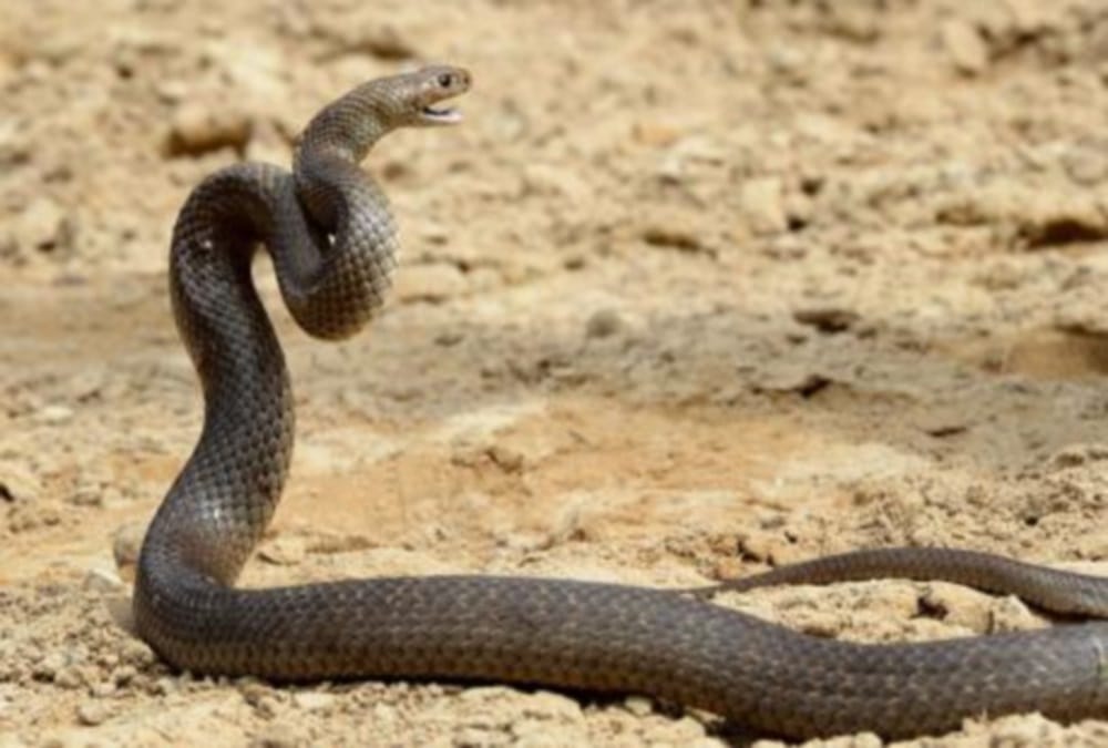 red snake found in chandigarh, dangerous snakes in india