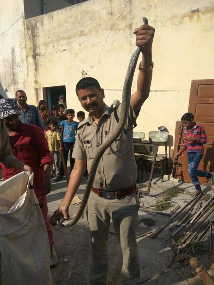 Four Giant snake rescue from house veranda