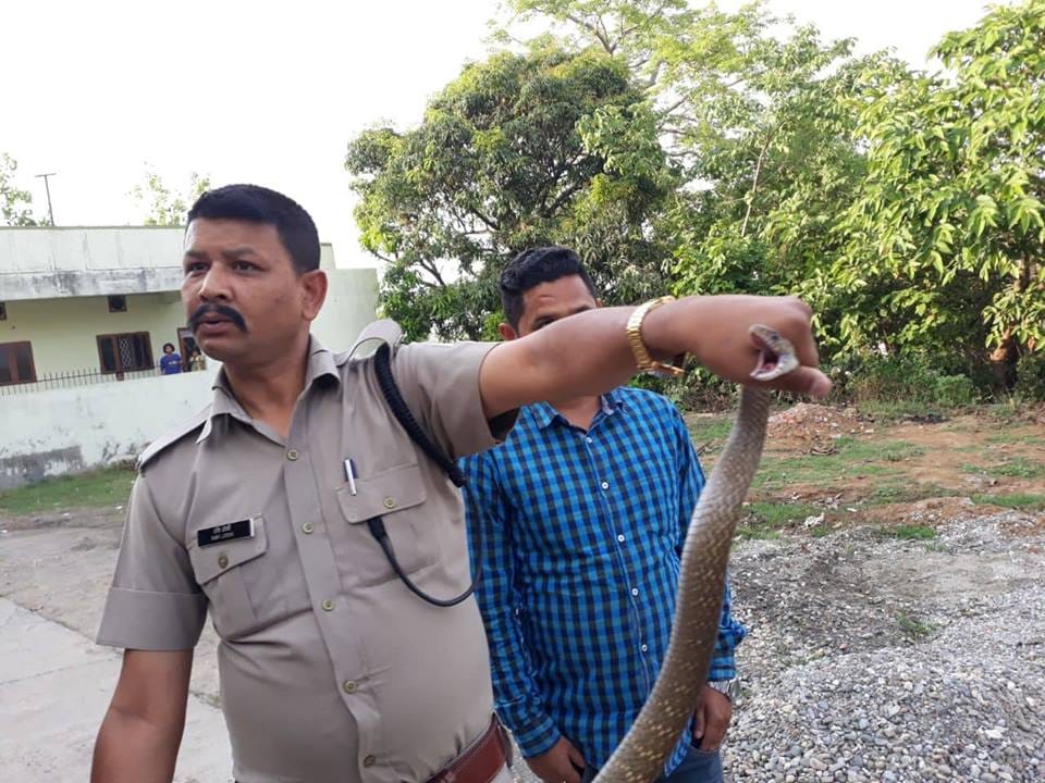 Four Giant snake rescue from house veranda