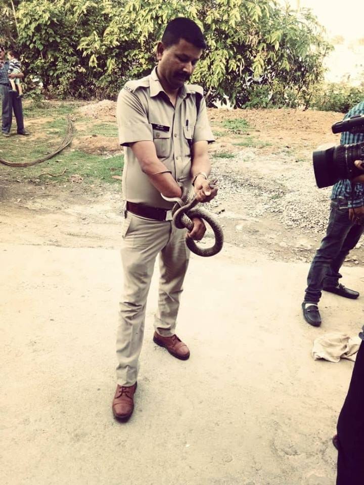 Four Giant snake rescue from house veranda