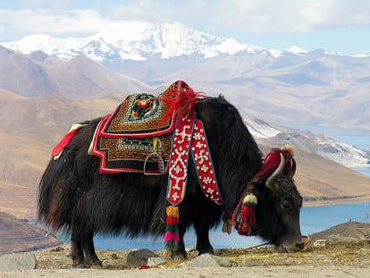 chardham yatra 2018 yak in badrinath