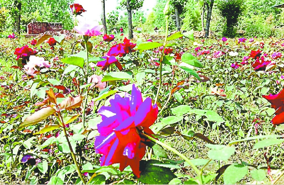 Several states of Gulab, Saharanpur
