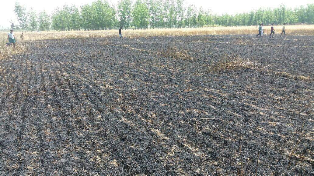 burn fifty acre wheat and ten acre sugarcane 
