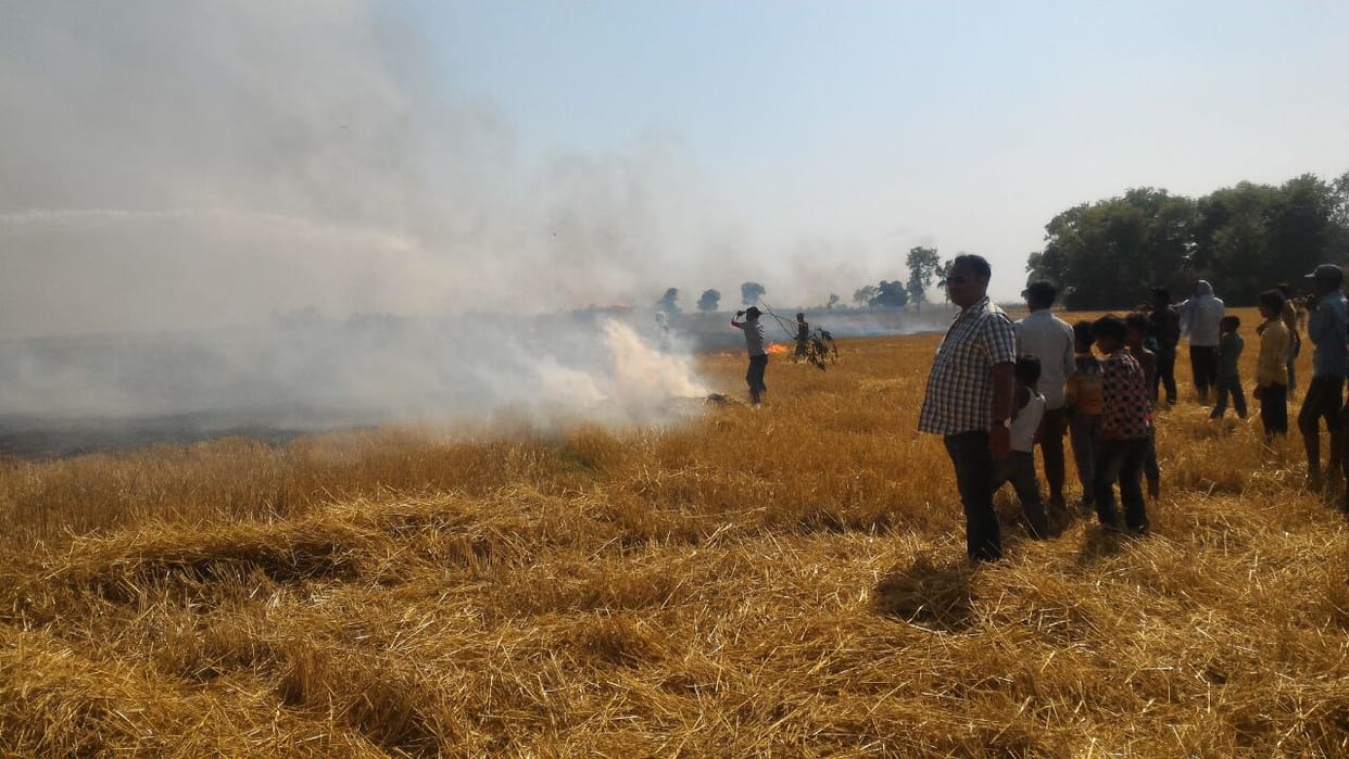 Fifty-seeded wheat crop by fire