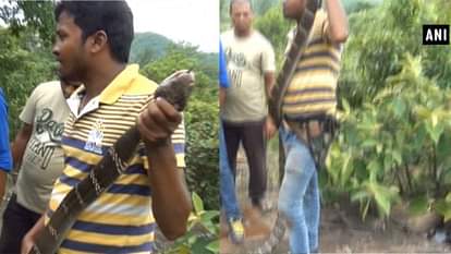 VIDEO: 17 FEET COBRA, RESCUED FROM MAYURBHANJ OF ODISHA