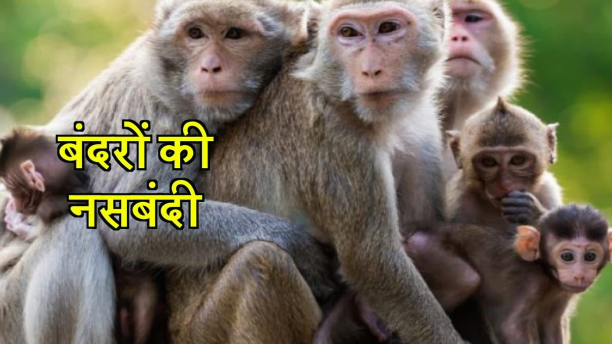 बंदरों के उत्पात के आगे प्रशासन बेबस