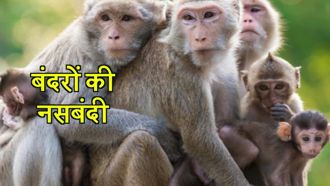 बंदरों की नसबंदी