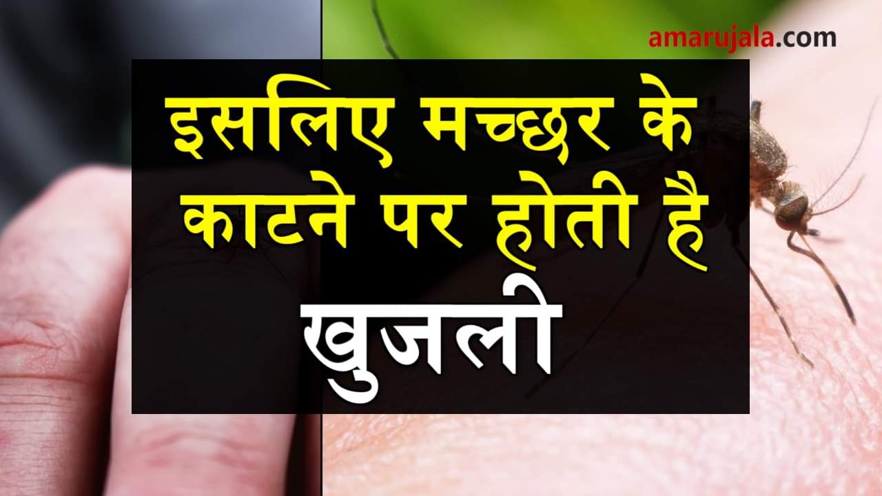 why mosquito bite itches