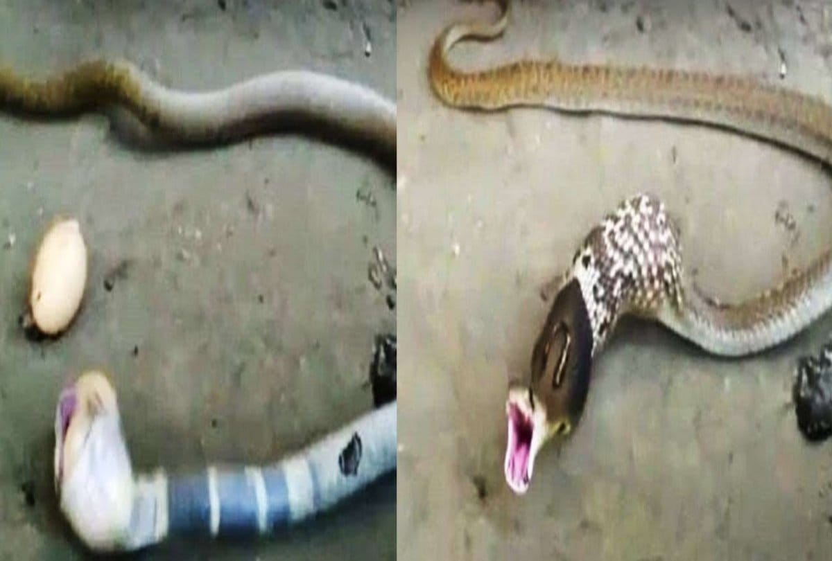 cobra snake giving seven egg via mouth 