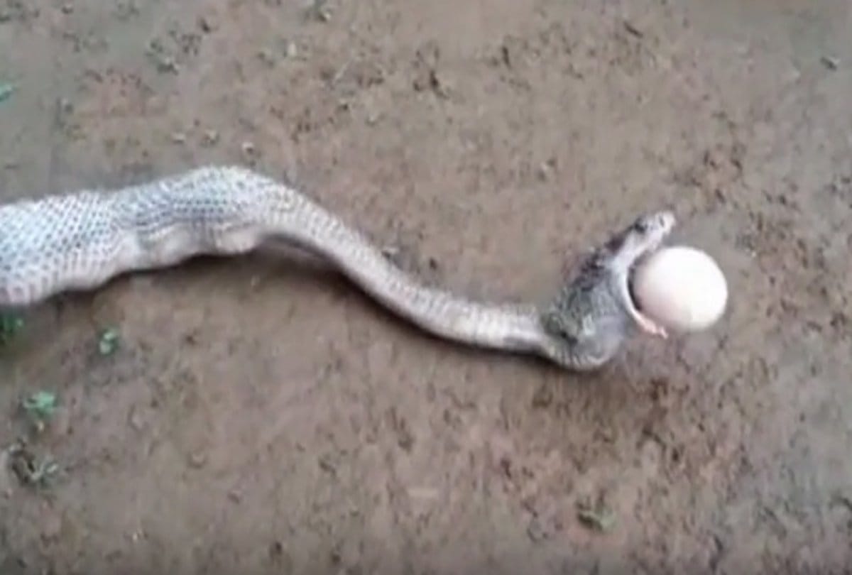 cobra snake giving seven egg via mouth 