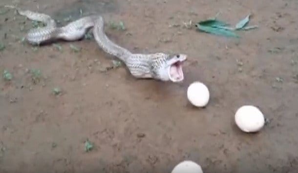cobra snake giving seven egg via mouth 