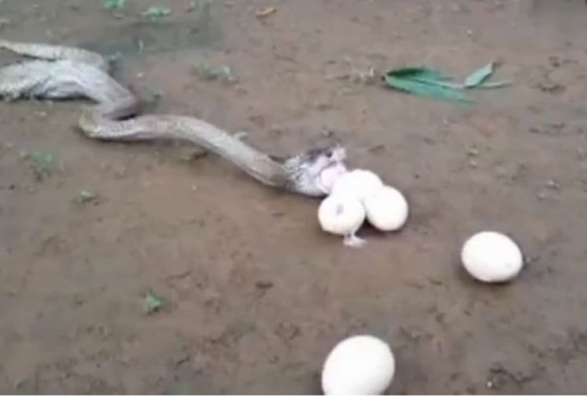 cobra snake giving seven egg via mouth 