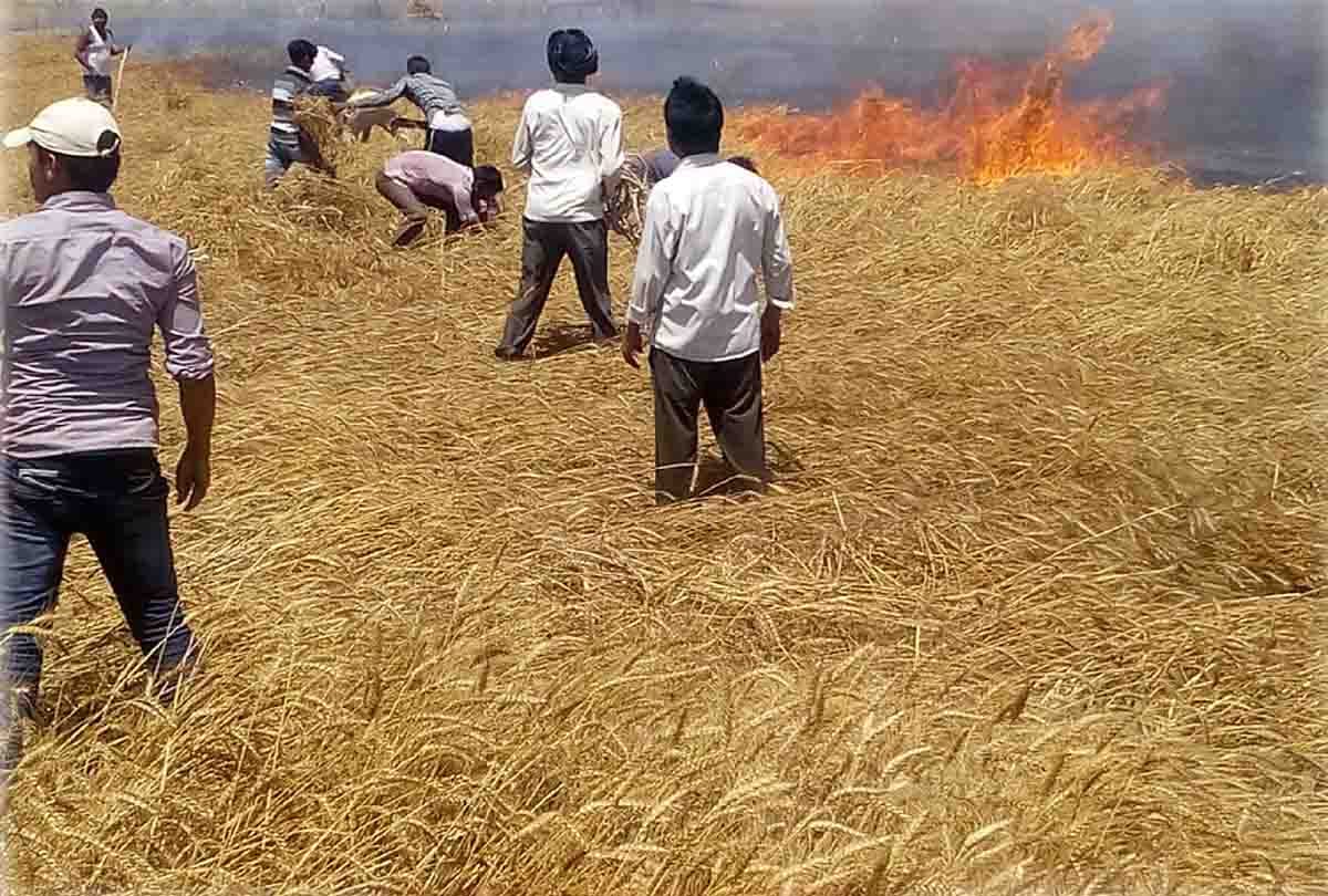 crop of wheat burnt by fire