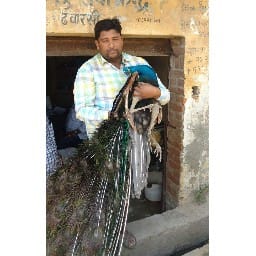 two peacocks died in dhabarasi in amroha