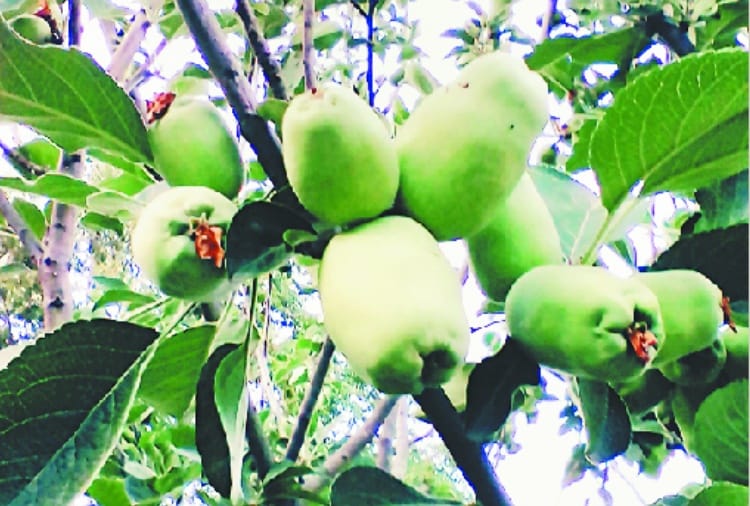 कुनिहार के गर्म तापमान में पैदा हुआ सेब