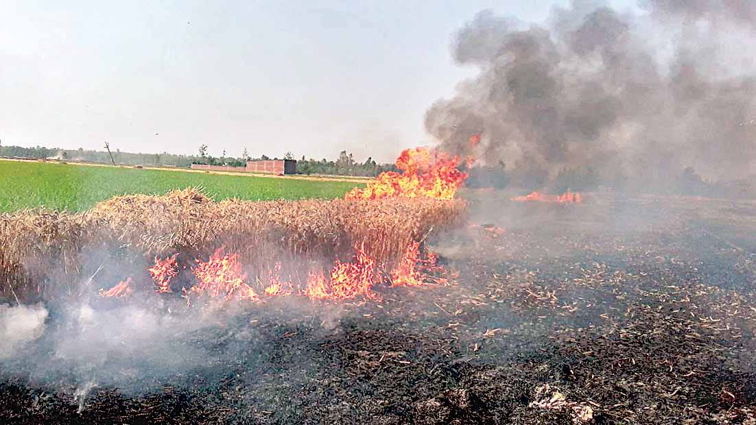 caught fire in wheat crop