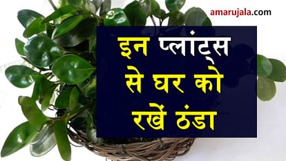 plants to make your home cool