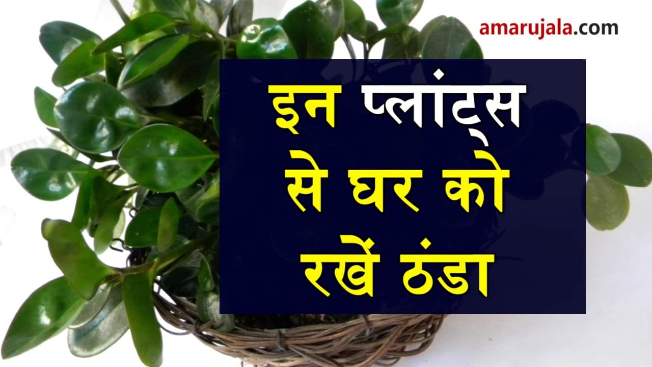 plants to make your home cool