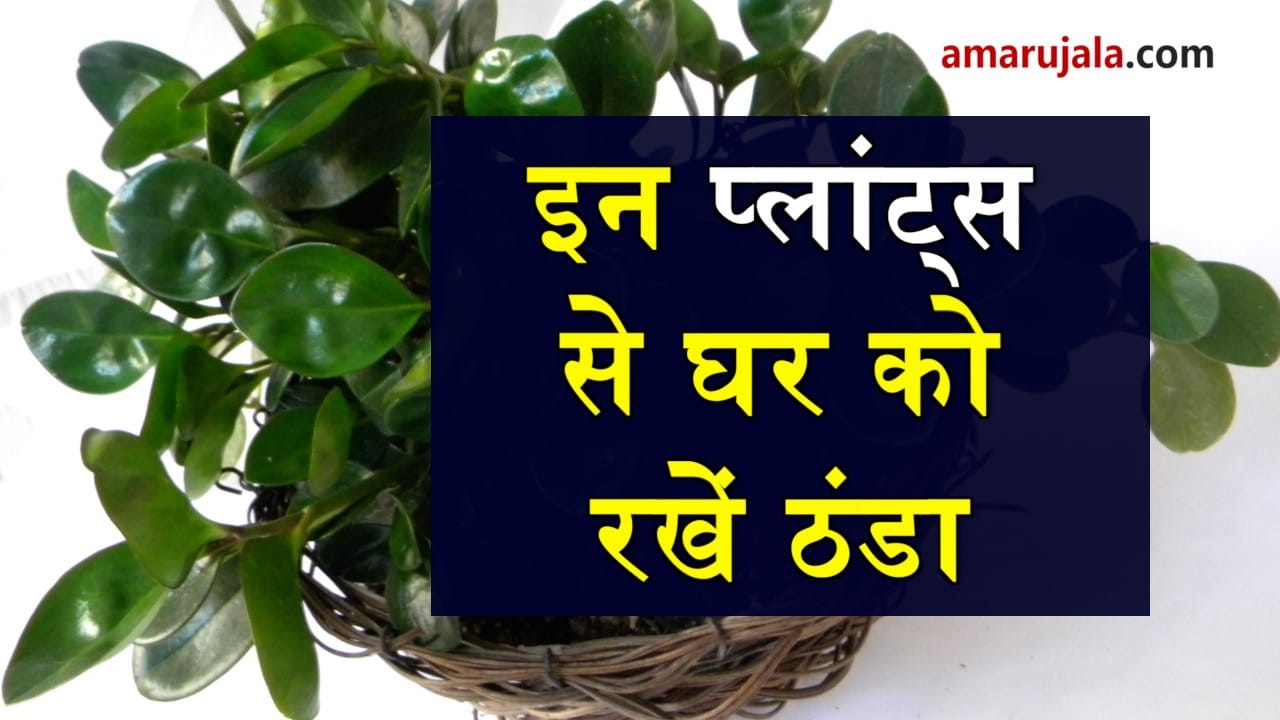 plants to make your home cool