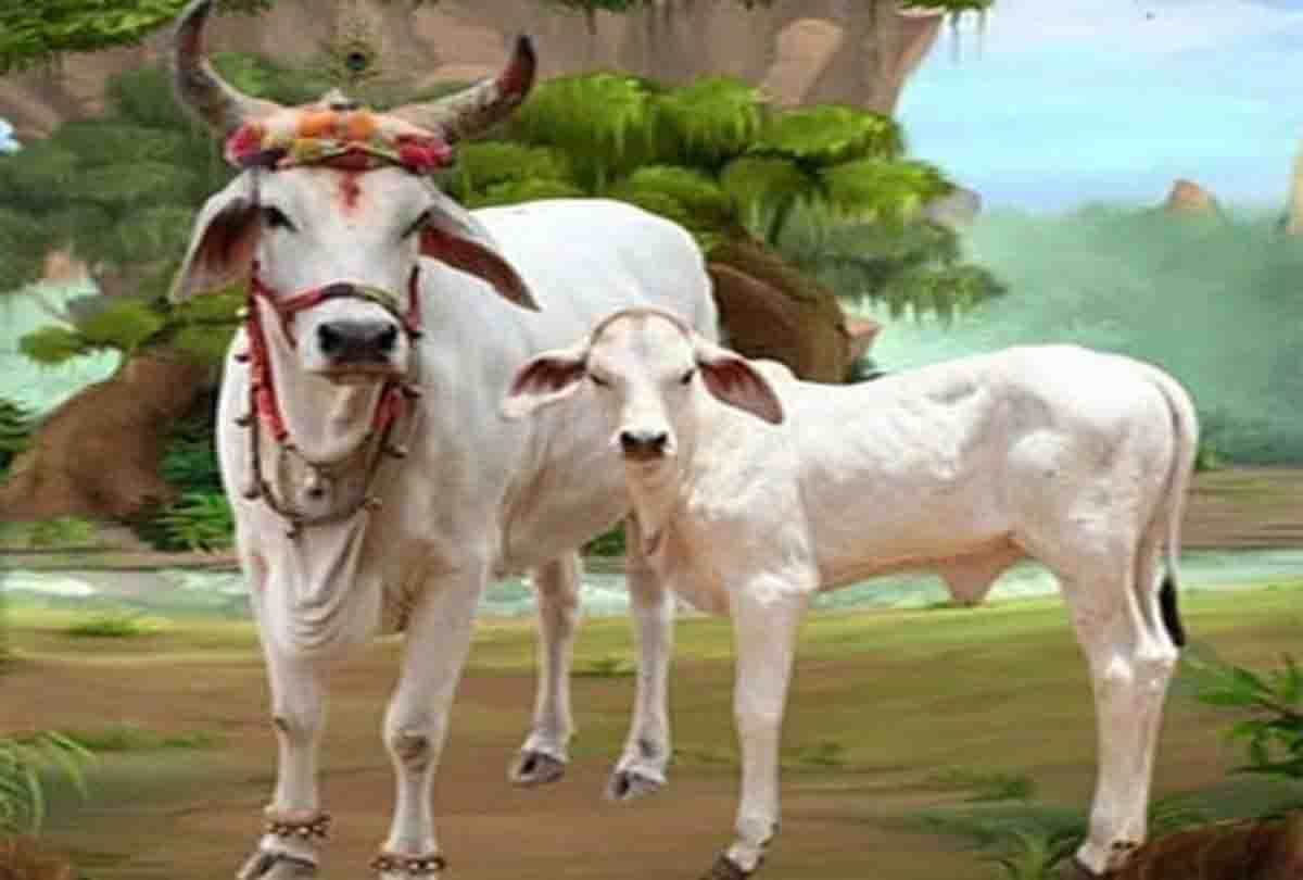 swami narendranand statements about cow