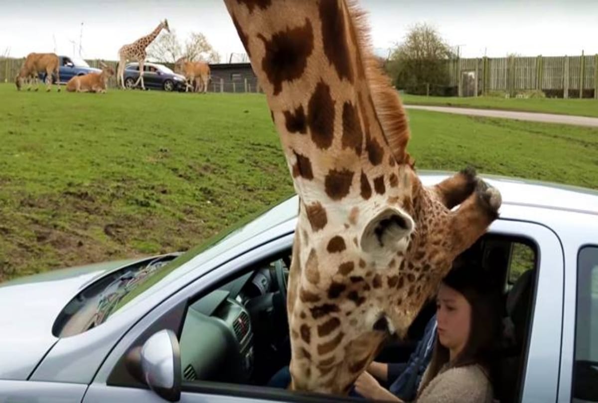 viral video shows hungry giraffe entering in the car for food gets shatters glass