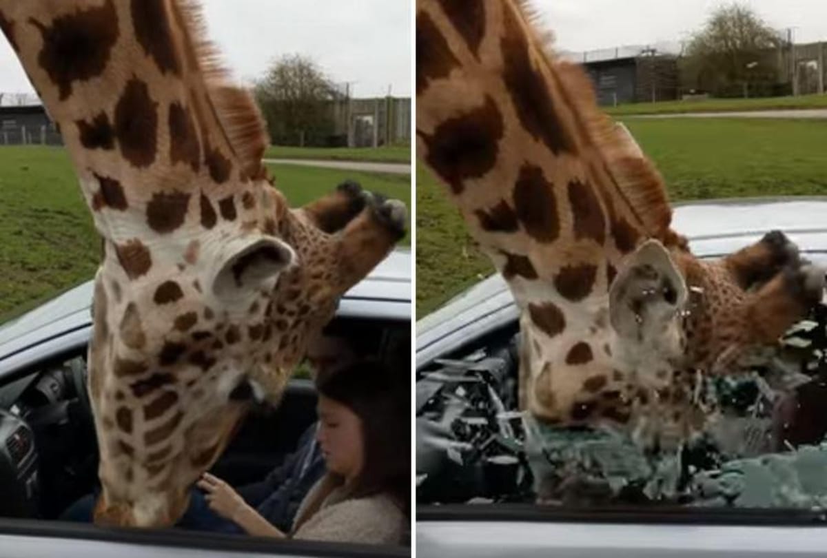 viral video shows hungry giraffe entering in the car for food gets shatters glass