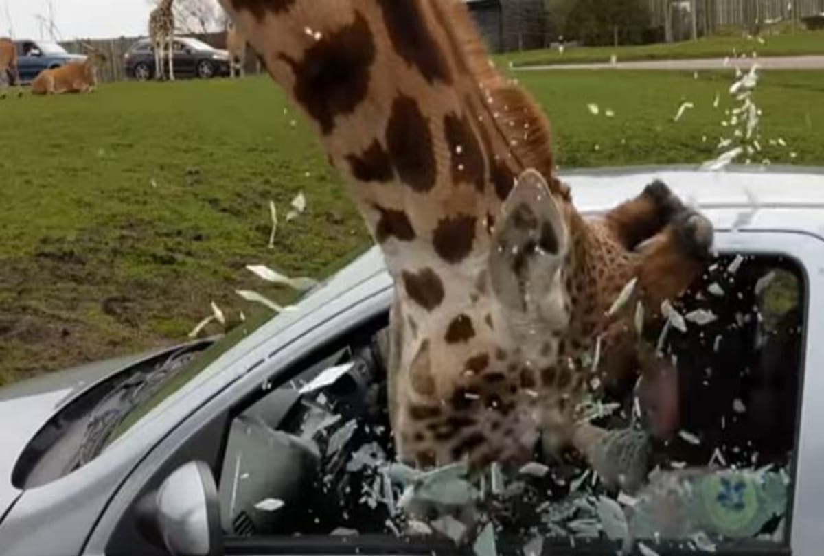viral video shows hungry giraffe entering in the car for food gets shatters glass