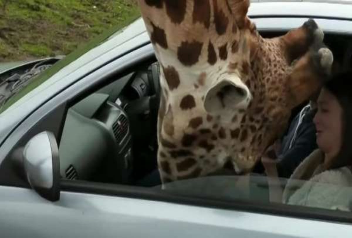 viral video shows hungry giraffe entering in the car for food gets shatters glass