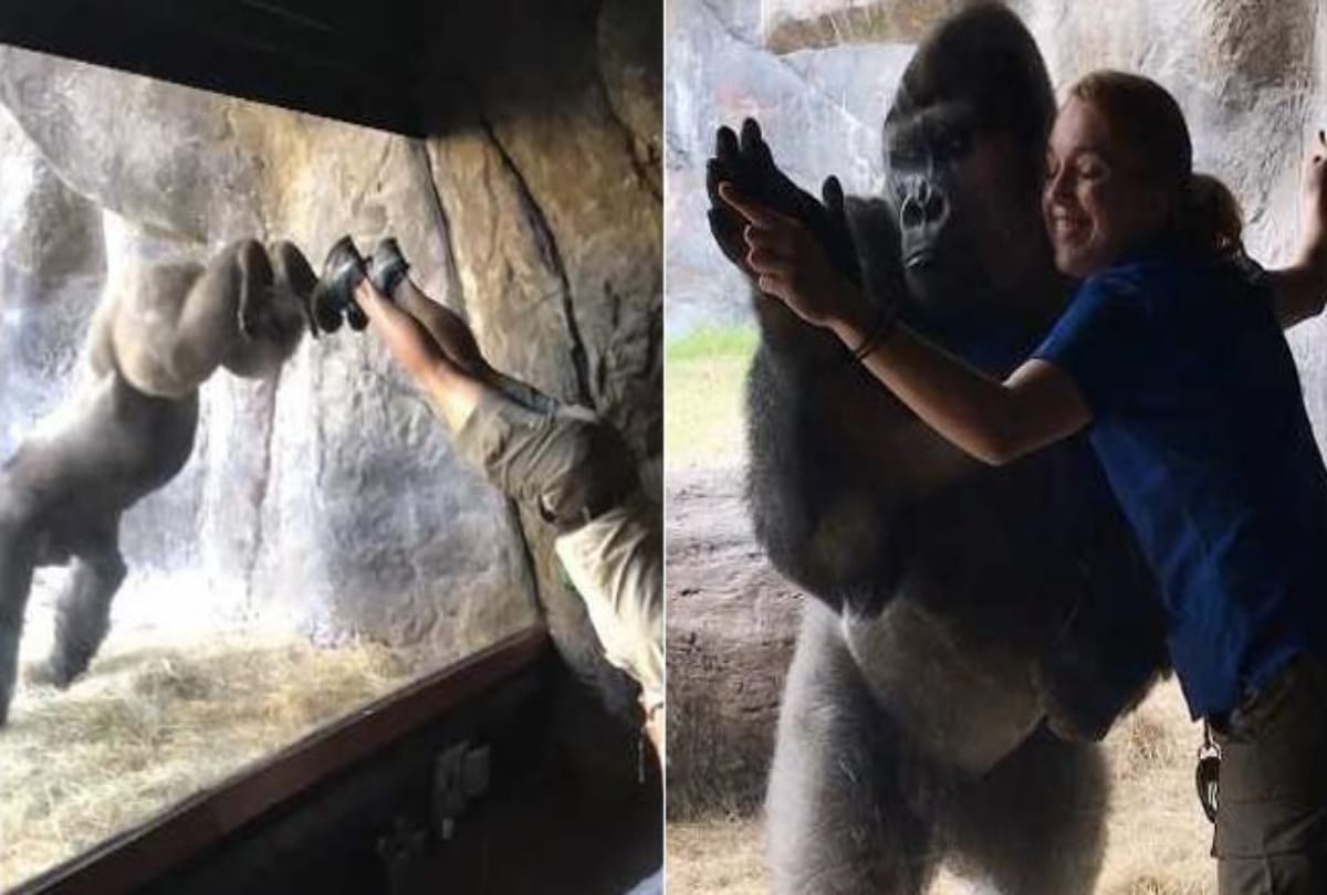 Viral video Gorilla mimics women moves at Busch Gardens