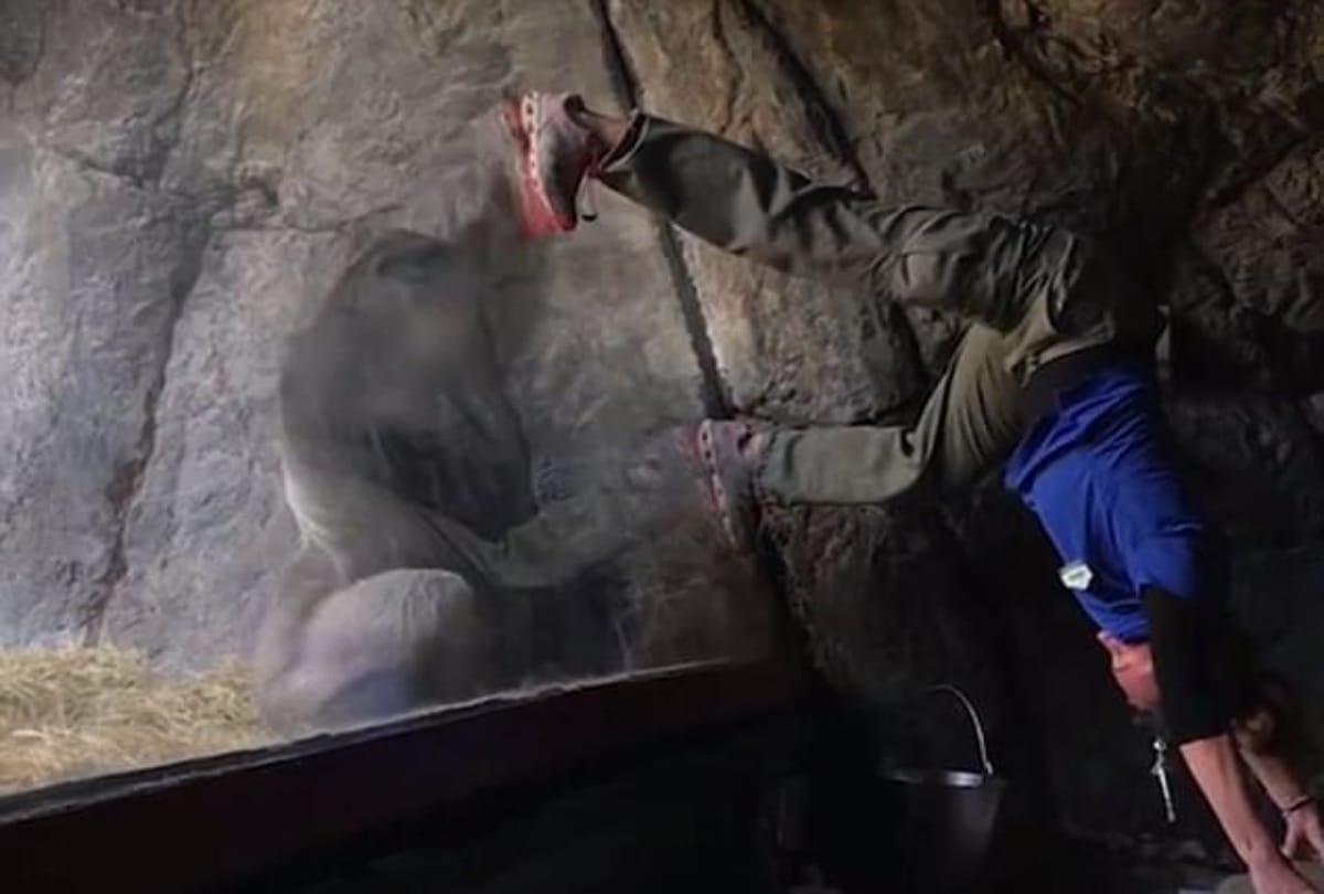 Viral video Gorilla mimics women moves at Busch Gardens