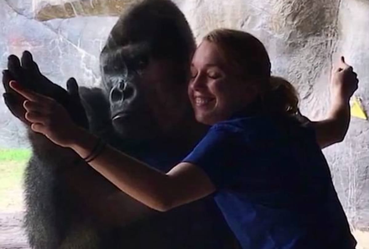 Viral video Gorilla mimics women moves at Busch Gardens