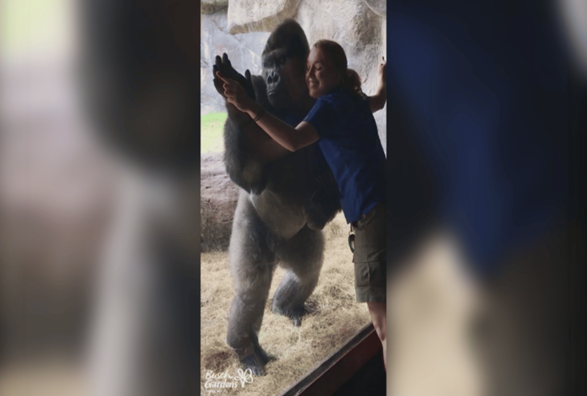Viral video Gorilla mimics women moves at Busch Gardens