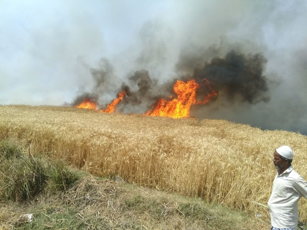 200 bigha wheat crop burnt 